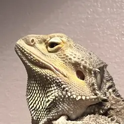 Bearded dragon
