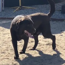 AKC Chocolate Adult Male Labrador (Woody)