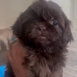 Shih Tzu Puppy