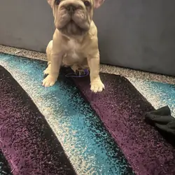 French bulldog pup
