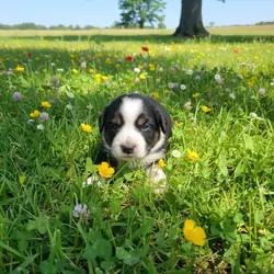 Mini Aussie (mini Texas heeler)