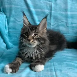 Beautiful Male female. Maine Coon TICA registered