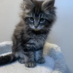 Maine Coon Kittens Available – Accepting Deposits!