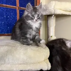 Maine coon kittens ready to go now