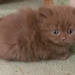 Male and Female British Shorthair