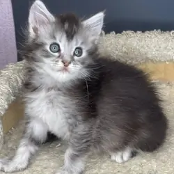 Maine Coon kittens