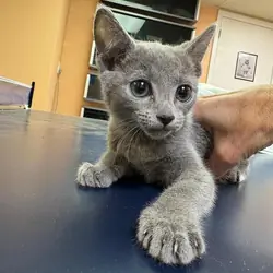 Russian Blue kittens