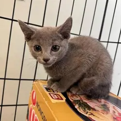 Russian Blue Kittens Available
