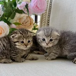 Scottish Fold
