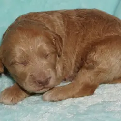 ckc multigen labradoodle