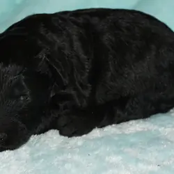 ckc registered multigen black labradoodle