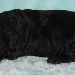 ckc registered multigen black labradoodle 2
