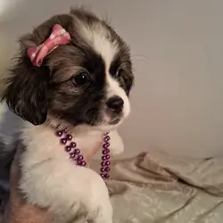 Puppies