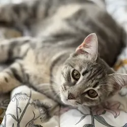 Sweet 1yo girl for adoption