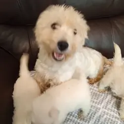 Westie needs re-homing