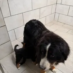 ALL bernese mountain dog purebreed