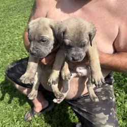 ICCF registered cane Corso puppies