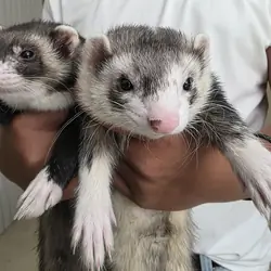 2 kit male ferrets