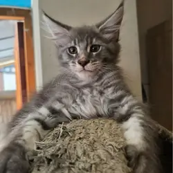 GORGEOUS MAINE COON