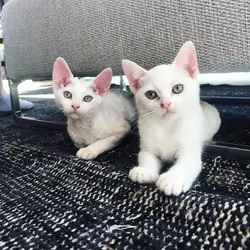 Devon Rex