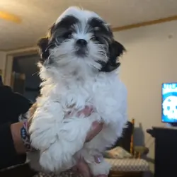 Shih Tzu  Mix