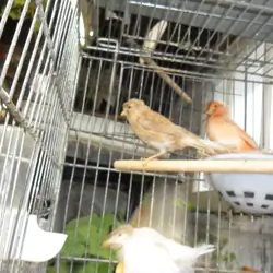 canaries