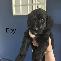 Goldendoodle Puppies