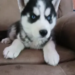 Puppy