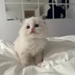 Pedigree Ragdoll kittens for adoption