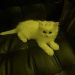 White female persian/highlander lynx kitten
