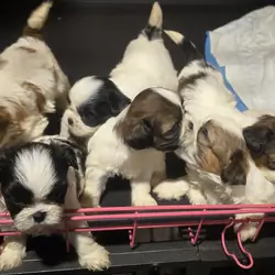 Purebred Shih Tzu's
