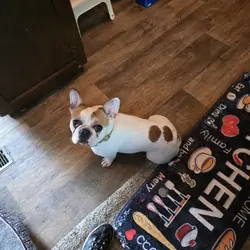 French bulldog