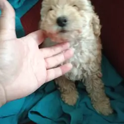 Toy poodle puppies