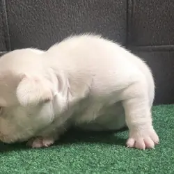 Puppy