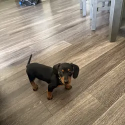 Black/tan female dachshund