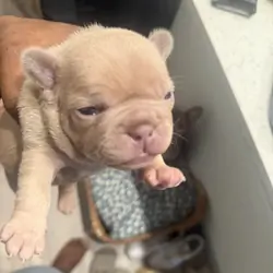 Rare Isabella French Bulldog Females