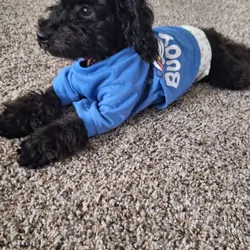 Poodle mix