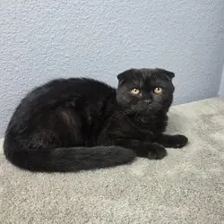 Scottish Fold - Lucas