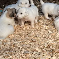 Great Pyrenees Puppies – Ready for New Homes