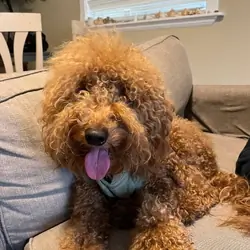 Max the Mini GoldenDoodle