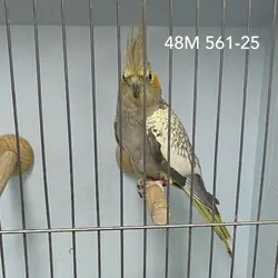 Show Quality Cockatiels