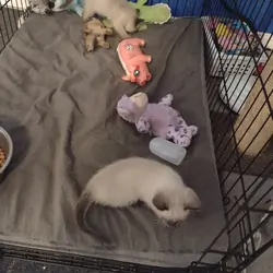Seal-Point Siamese/ Ragdoll kittens