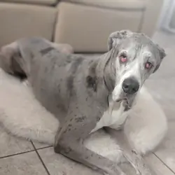 Great Dane/Mastiff