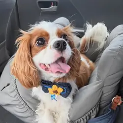 Cavalier king Charles spaniel