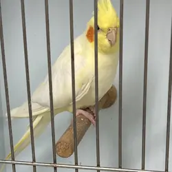 Cockatiel