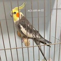 Pied Cockatiel