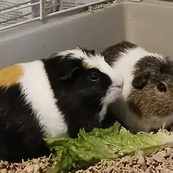 Pair of Bonded Male Guinea Pigs