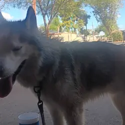 Husky