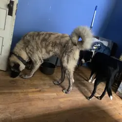 Anatolian Shepherd Kangal mix, 1 year