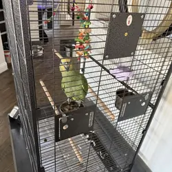 Young Amazon Parrot with Large Cage